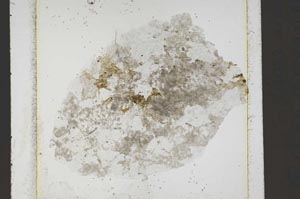 Plane Polarized, S42245