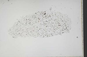 Plane Polarized, S42257