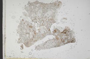 Plane Polarized, S42264