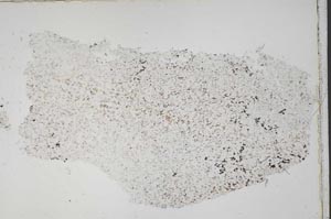 Plane Polarized, S42269
