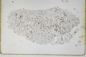 Plane Polarized, S42275