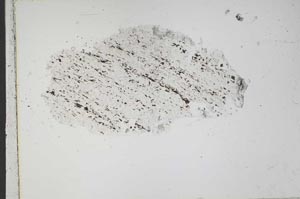 Plane Polarized, S42286
