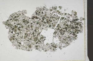 Plane Polarized, S42310