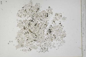 Plane Polarized, S42312