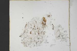 Plane Polarized, S42331