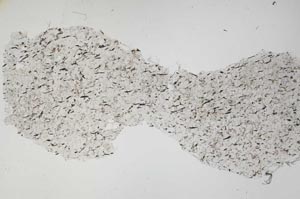 Plane Polarized, S42343