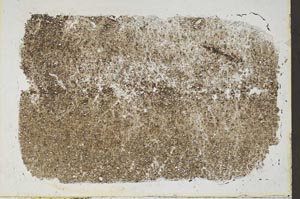 Plane Polarized, S42399