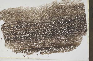 Plane Polarized, S42413