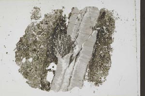 Plane Polarized, S42419