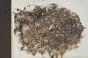 Plane Polarized, S42429