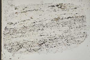Plane Polarized, S42448