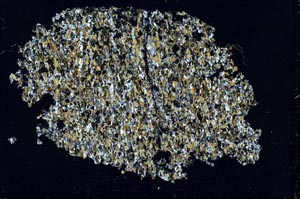 Cross Polarized, S42451