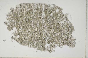 Plane Polarized, S42451