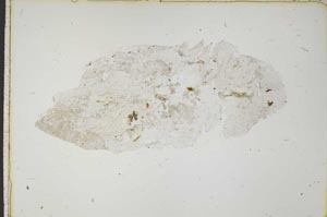 Plane Polarized, S42471