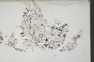 Plane Polarized, S42476