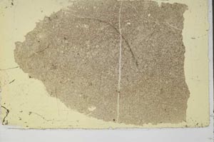 Plane Polarized, S42490