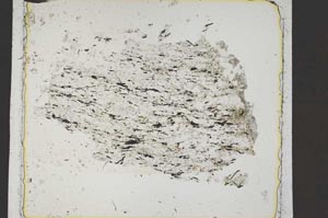 Plane Polarized, S42512