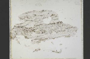 Plane Polarized, S42525
