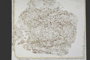 Plane Polarized, S42526