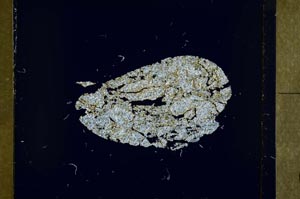 Cross Polarized, S42545