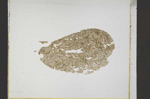 Plane Polarized, S42545