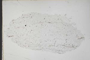 Plane Polarized, S42562