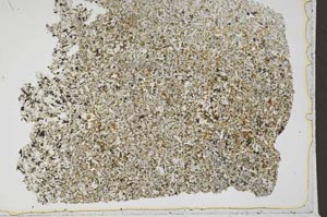 Plane Polarized, S42577