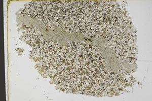 Plane Polarized, S42581