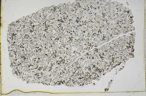 Plane Polarized, S42583