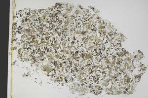 Plane Polarized, S42587