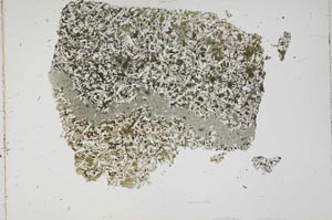 Plane Polarized, S42588