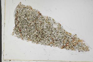 Plane Polarized, S42589