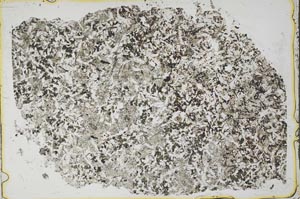 Plane Polarized, S42591