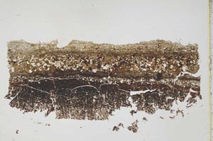 Plane Polarized, S42595