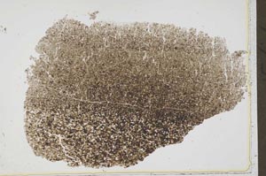 Plane Polarized, S42596