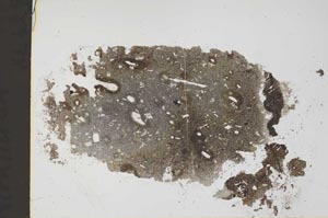 Plane Polarized, S42599