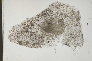 Plane Polarized, S42671