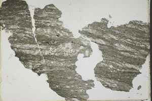 Plane Polarized, S42698