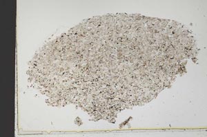 Plane Polarized, S42736