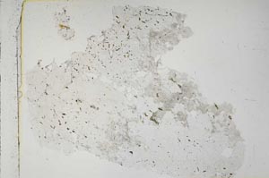 Plane Polarized, S42751