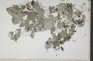Plane Polarized, S42764