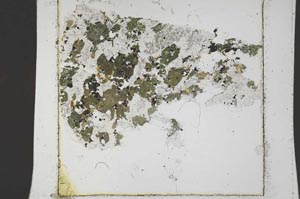 Plane Polarized, S42779