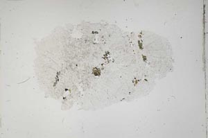 Plane Polarized, S42781