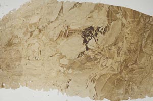 Plane Polarized, S42786