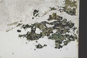 Plane Polarized, S42798