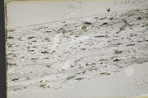 Plane Polarized, S42822
