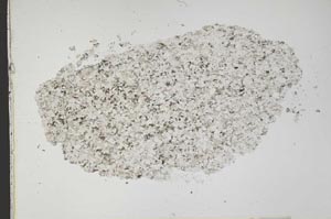 Plane Polarized, S42839