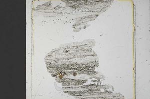 Plane Polarized, S42894