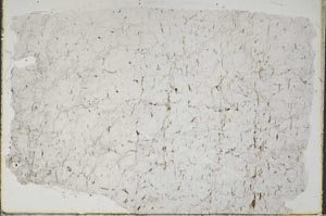 Plane Polarized, S42919