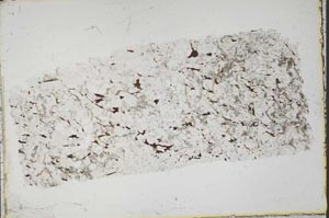 Plane Polarized, S43132